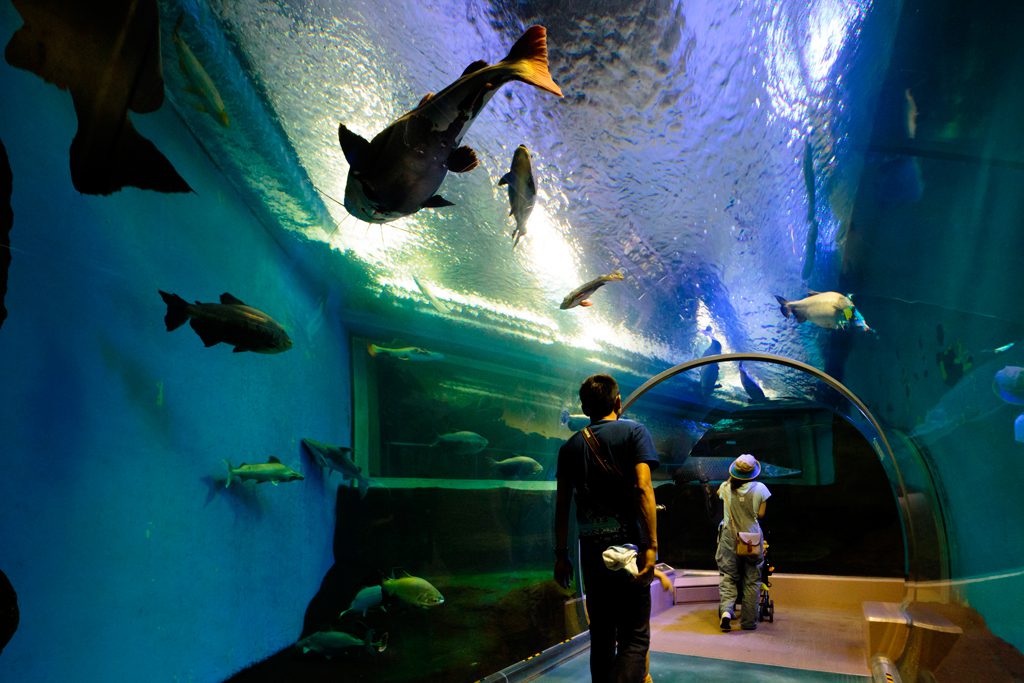 チューブ型水中トンネル/須磨海浜水族園(兵庫県神戸市)