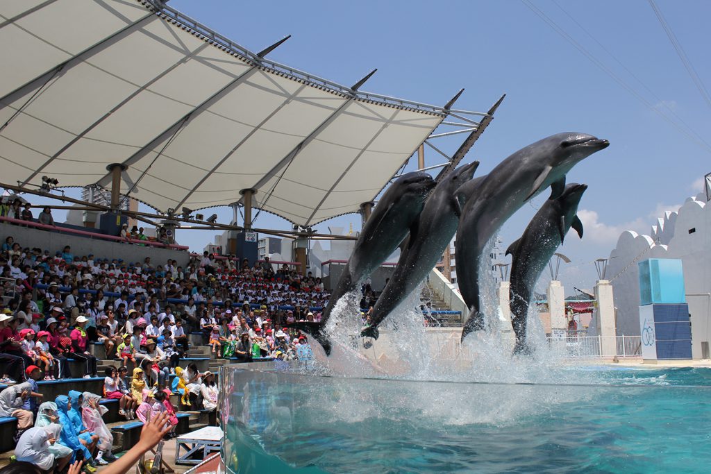 イルカショーでイルカたちがジャンプ/須磨海浜水族園(兵庫県神戸市)