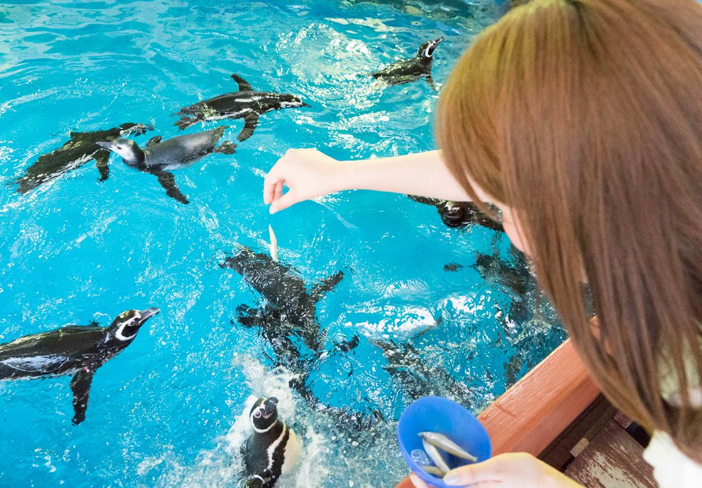 ペンギンにエサやり体験/須磨海浜水族園(兵庫県神戸市)