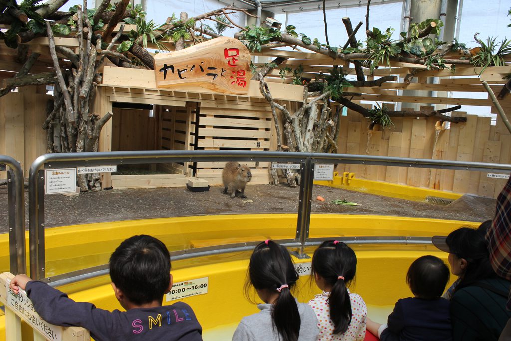カピバラを眺めながら足湯/須磨海浜水族園(兵庫県神戸市)