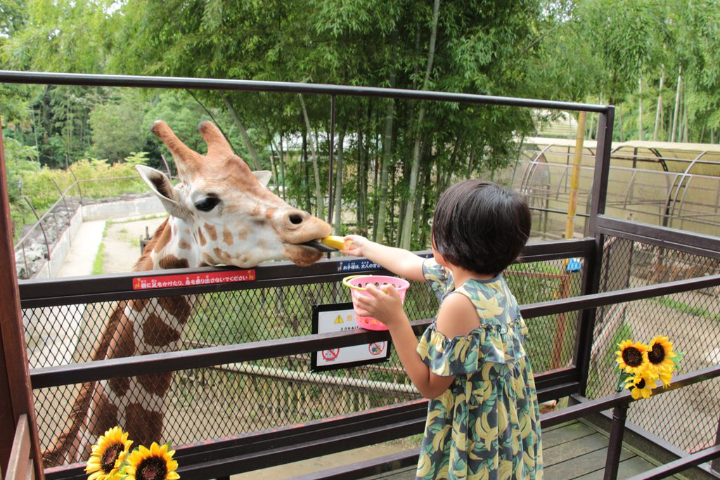 サユリワールドでキリンとにらめっこ！放し飼いの動物とふれあいも