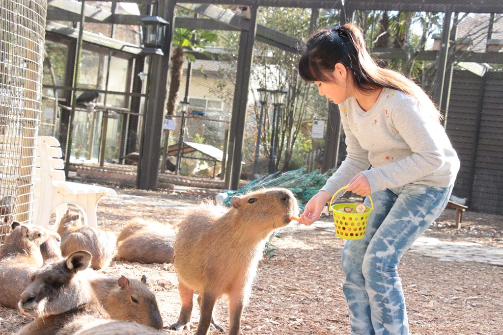カピバラにエサやりをする様子／サユリワールド（千葉県／市原市）