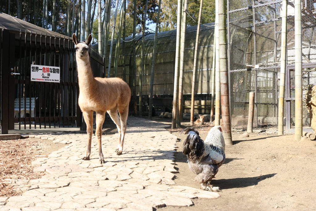 フェンスの中に入るとラマなどが放し飼いにされている／サユリワールド（千葉県／市原市）