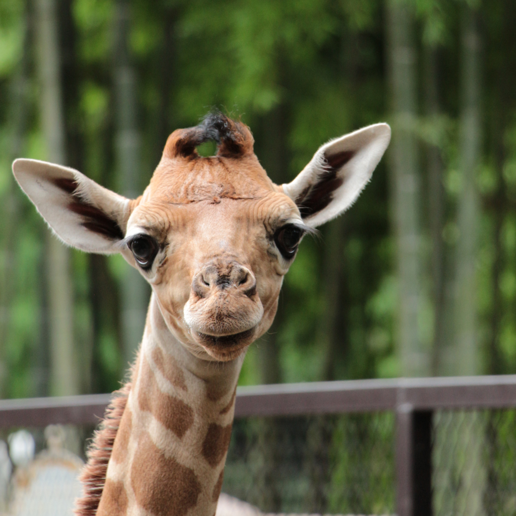 キリンテラスから同じ目線で会えるキリン／サユリワールド（千葉県／市原市）