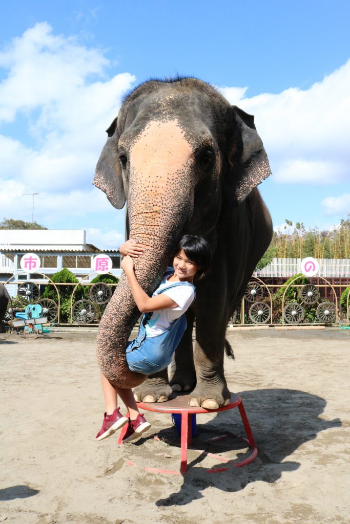 姉妹園「市原ぞうの国」でゾウの鼻にぶら下がって記念／サユリワールド（千葉県／市原市）