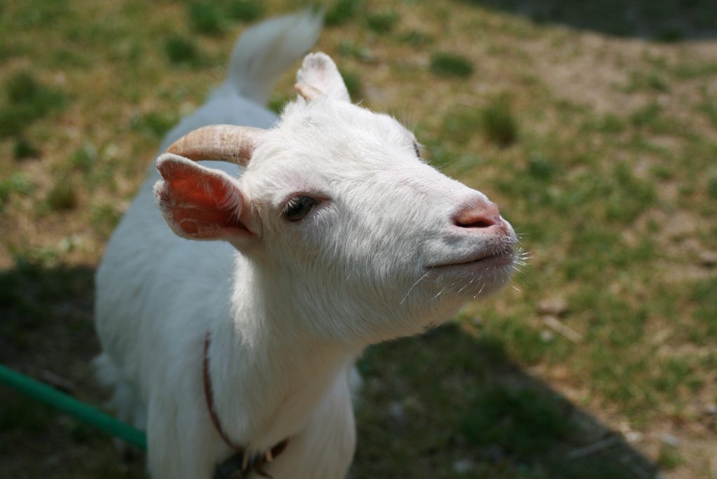 ふれあい動物園のヤギ/旭高原元気村(愛知県/豊田市)