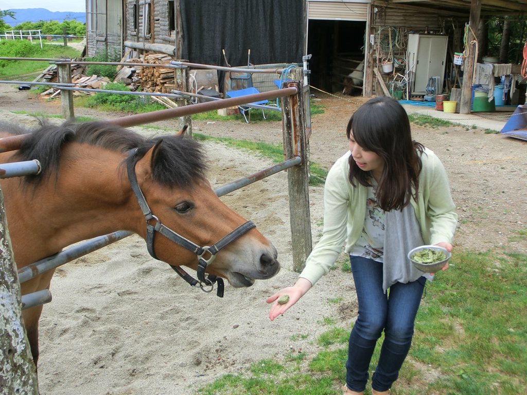 ウマにエサやりする様子/旭高原元気村(愛知県/豊田市)