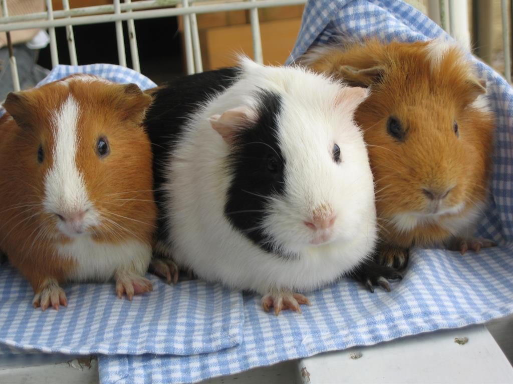 広大な鞍ケ池公園（豊田市）には動物園、牧場、遊具など盛りだくさん！室内施設も！