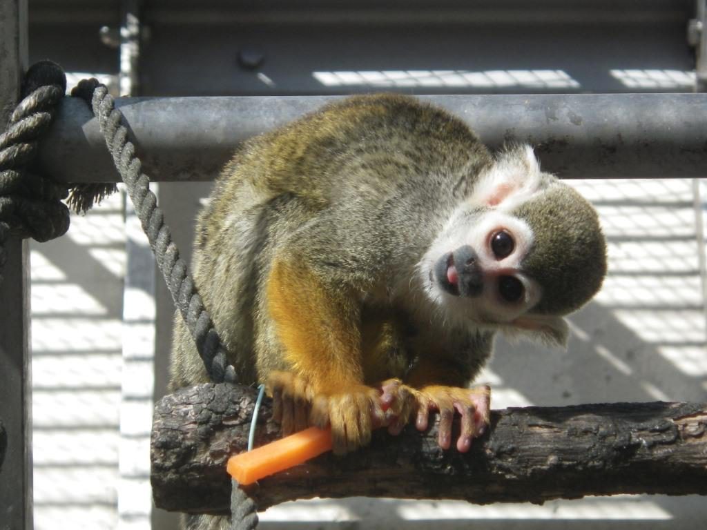 サルの展示／鞍ケ池公園（愛知県／豊田市）
