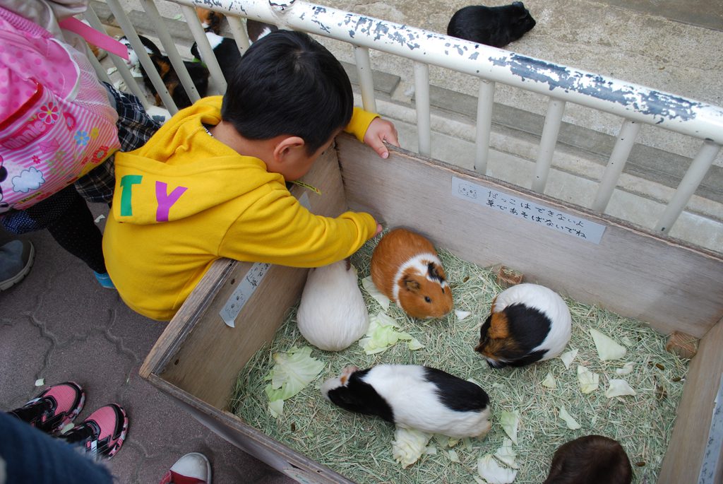 モルモットとふれあう子ども/福岡市動植物園(福岡県)