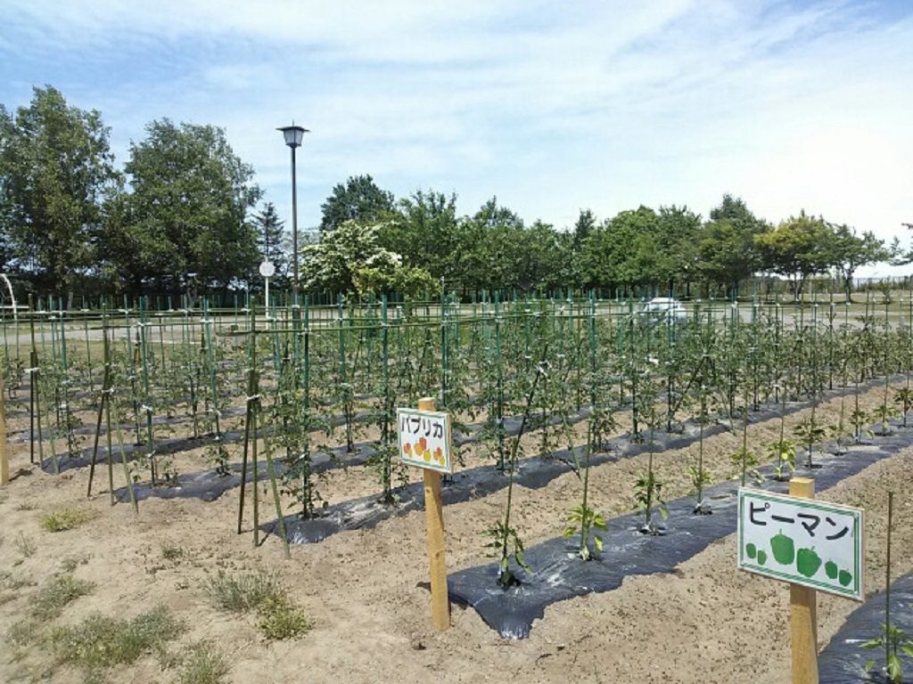 キャンプ場の菜園で育てているピーマンやパプリカ/つがる地球村(青森県)