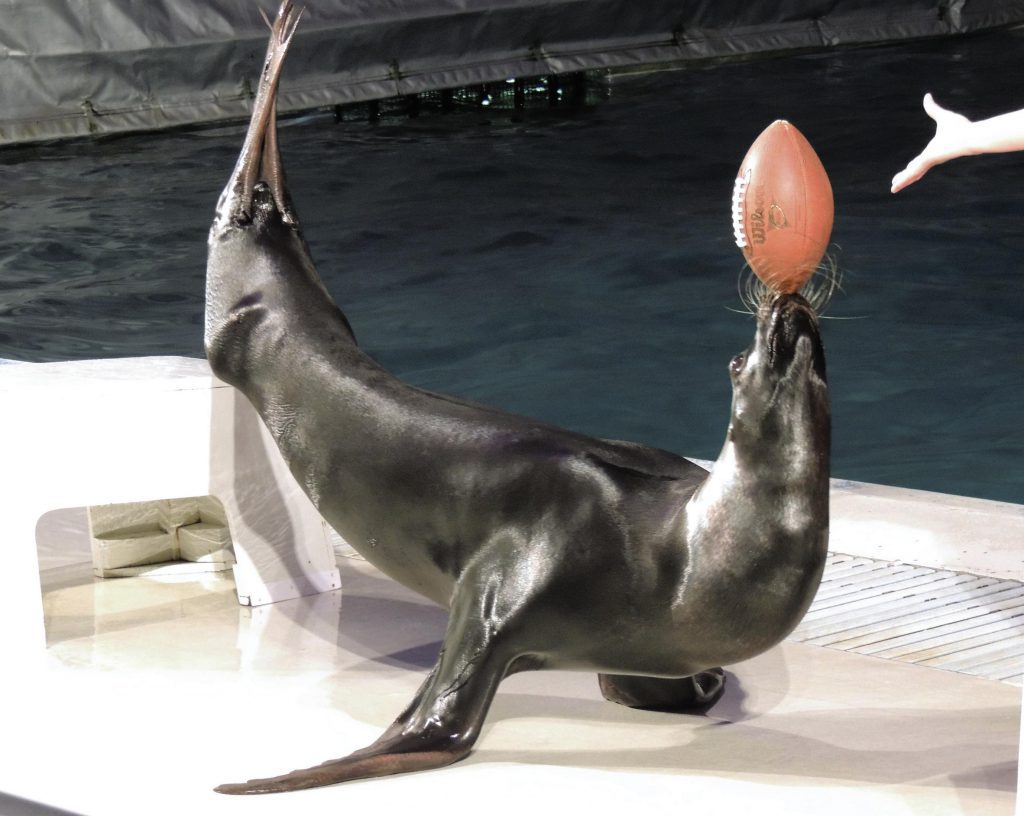 イルカとアシカのショーも見逃せない！「京急油壺マリンパーク」