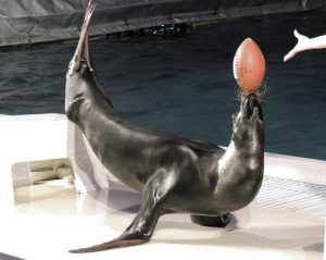 イルカとアシカのショーも見逃せない!「京急油壺マリンパーク」