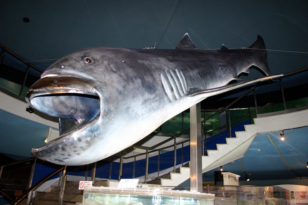 「メガマウスシャーク」の標本展示／京急油壺マリンパーク（神奈川県／三浦市）