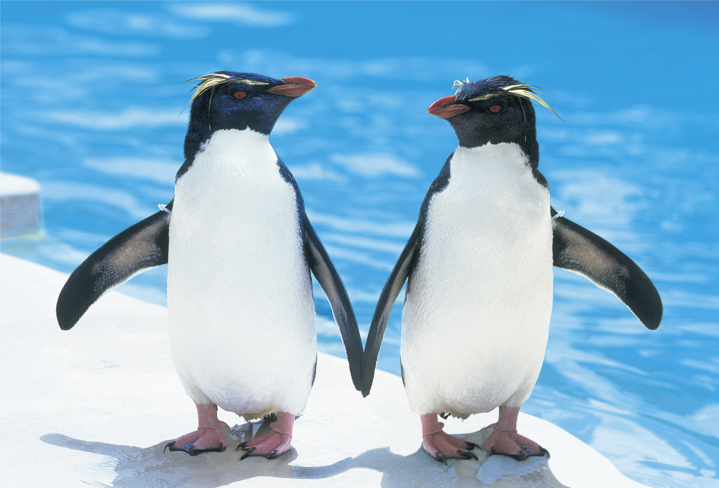 水族館のアイドルのペンギン／京急油壺マリンパーク（神奈川県／三浦市）