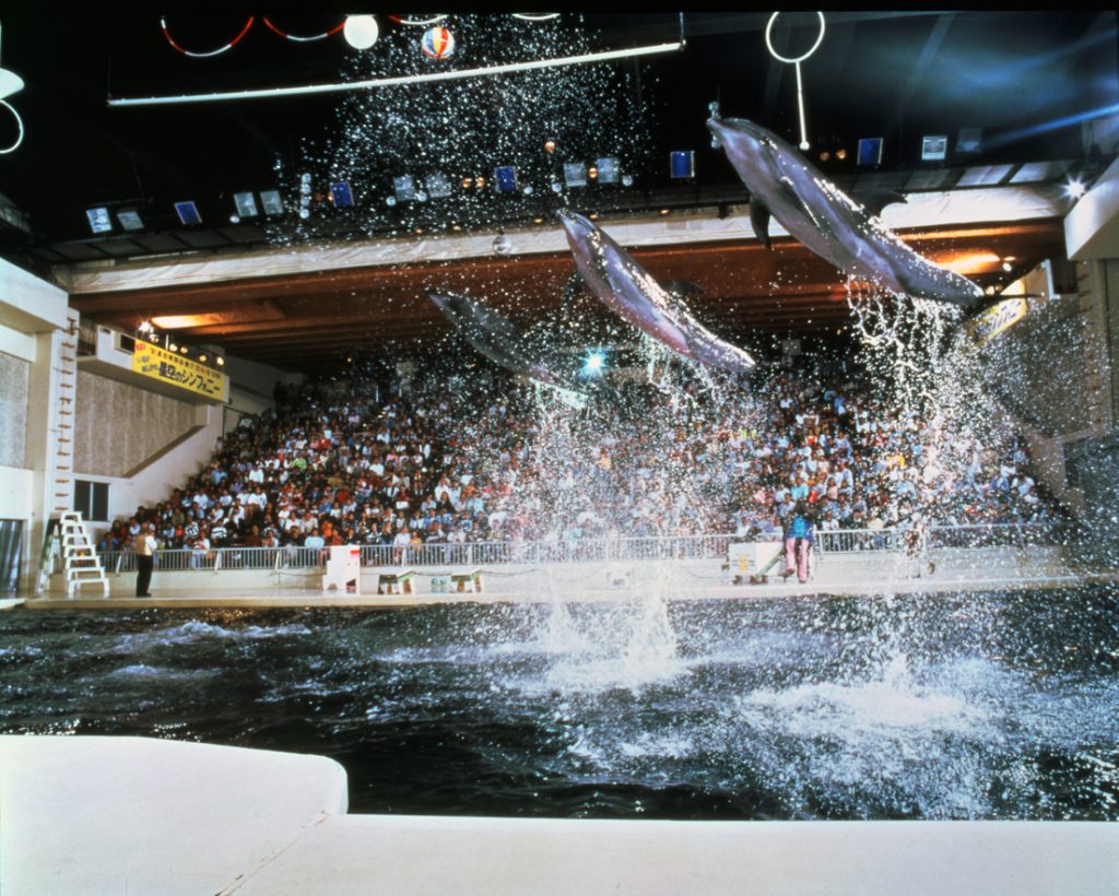 完全屋内の劇場型施設「ファンタジアム」で開催されるイルカのパフォーマンス／京急油壺マリンパーク（神奈川県／三浦市）