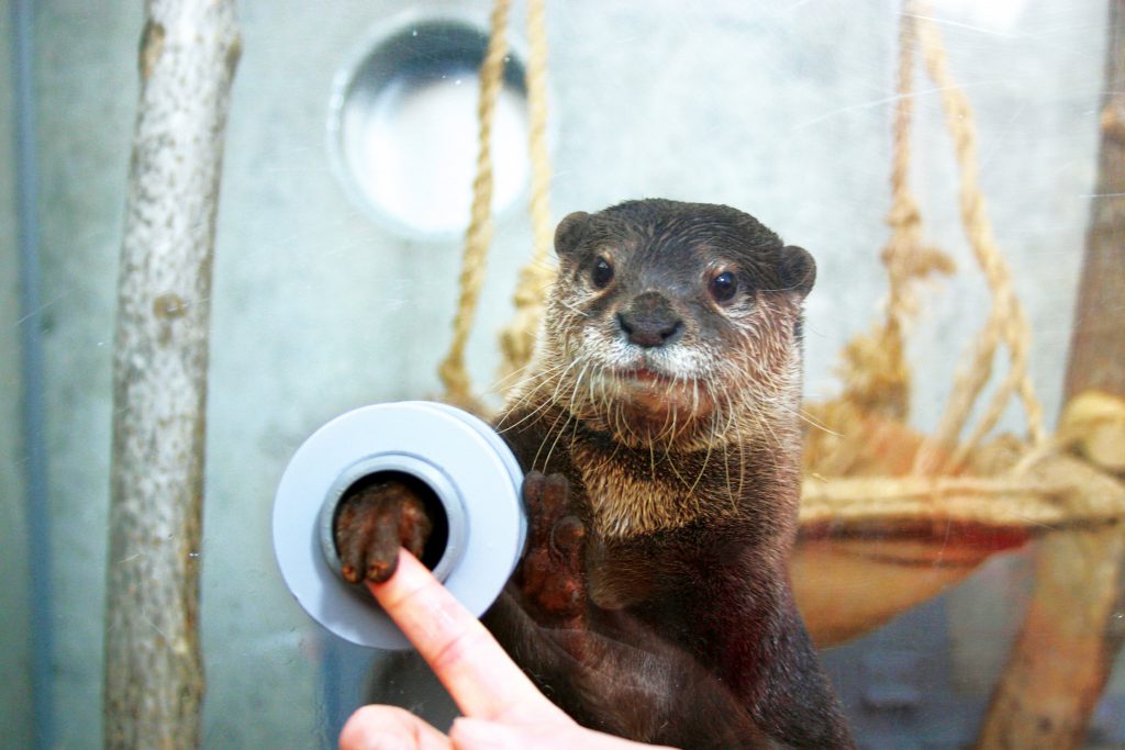 カワウソに指タッチの様子／京急油壺マリンパーク（神奈川県／三浦市）