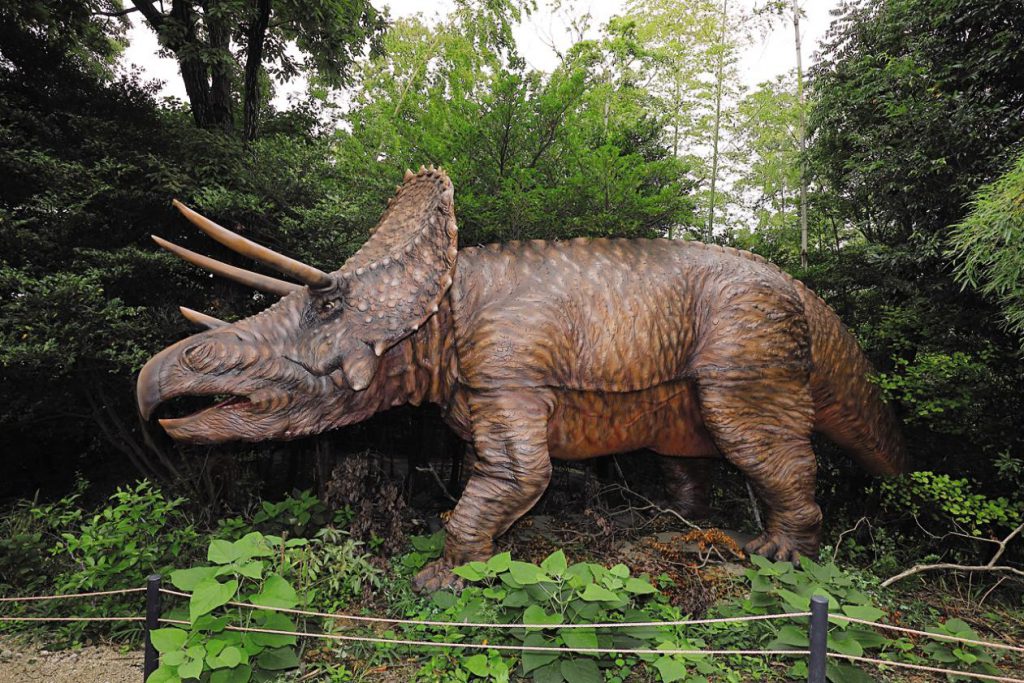 大きな角とえり飾りが特徴のトリケラトプスの実物大の模型／ディノアドベンチャー名古屋（愛知県）