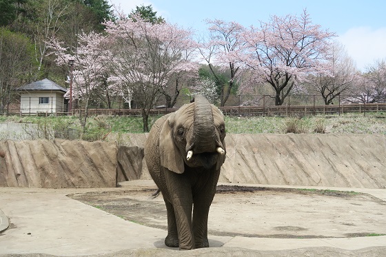 「アフリカ園」のゾウ/盛岡市動物公園(岩手県/盛岡市)