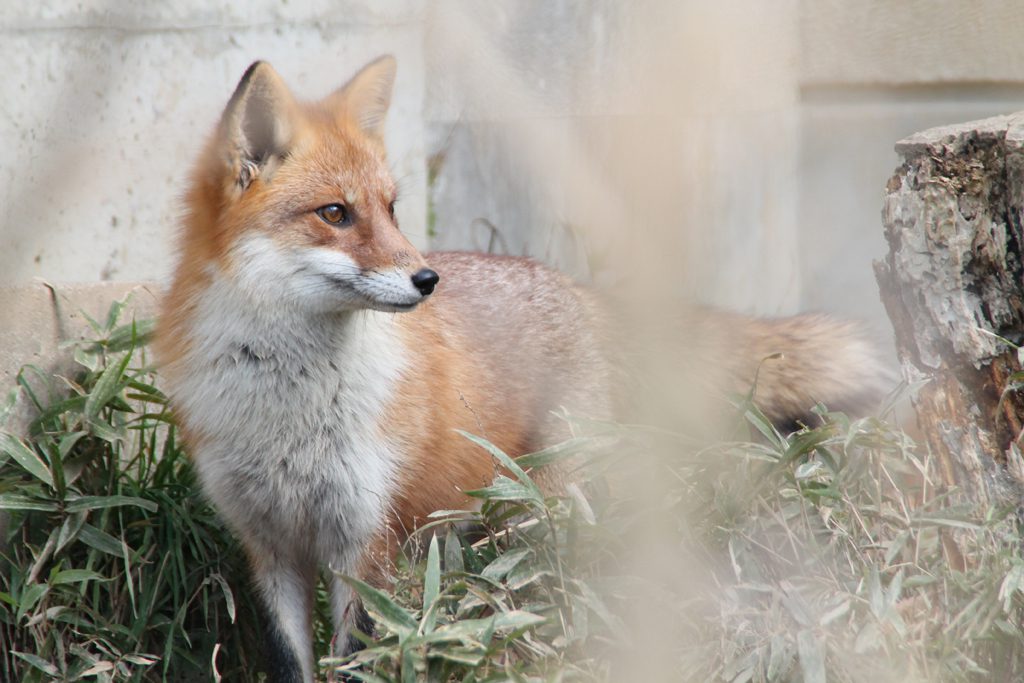 「日本生態園」のホンドギツネ/盛岡市動物公園(岩手県/盛岡市)