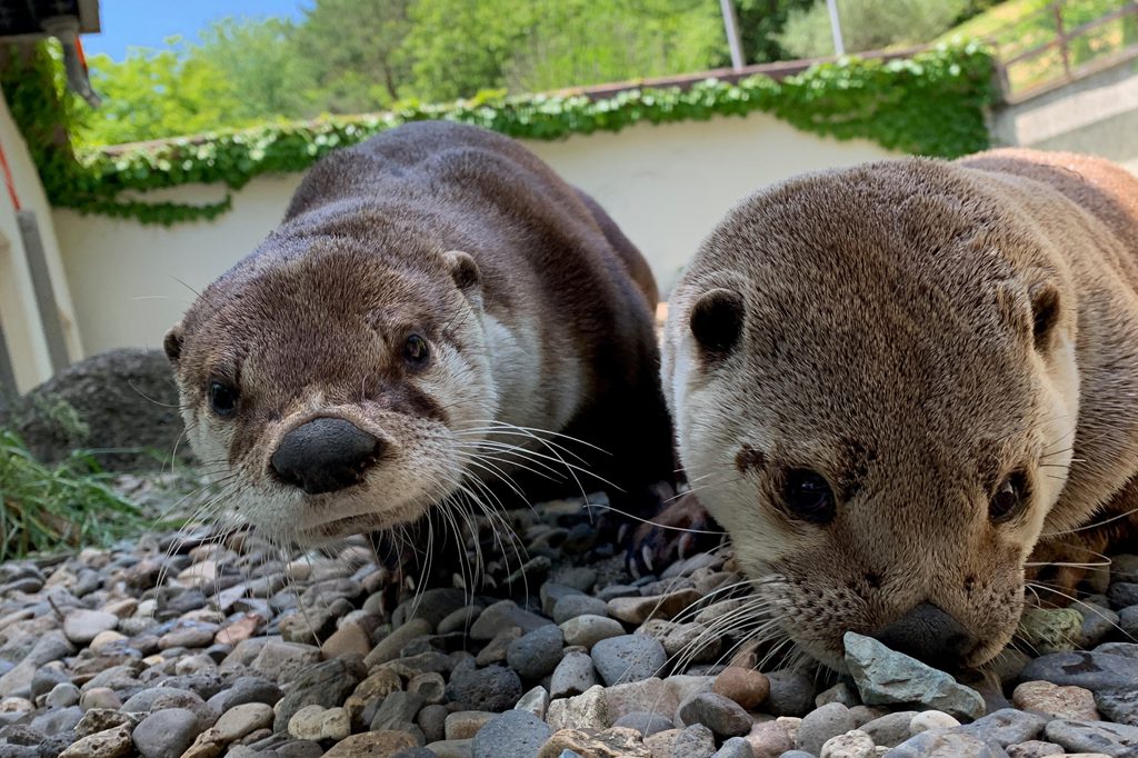 カナダカワウソ/盛岡市動物公園(岩手県/盛岡市)