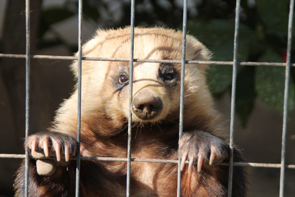 「日本生態園」のホンドタヌキ/盛岡市動物公園(岩手県/盛岡市)