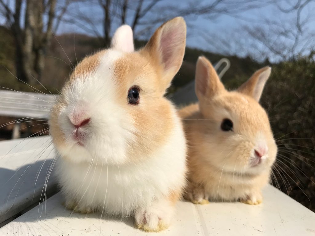 「こどもどうぶつえん」のウサギ/盛岡市動物公園(岩手県/盛岡市)