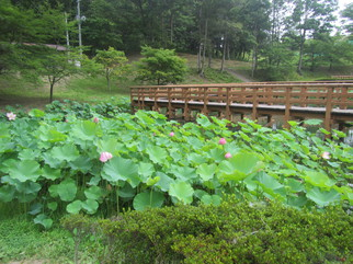 「四季菜苑」湿生植物園／万葉クリエートパーク（宮城県／大衡村）