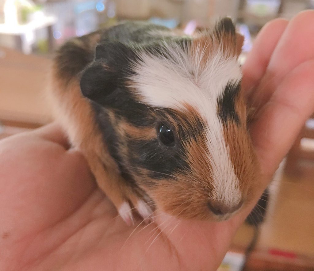 ふれあい動物園で小動物とふれあう様子／ピクニカ共和国（福岡県／飯塚市）