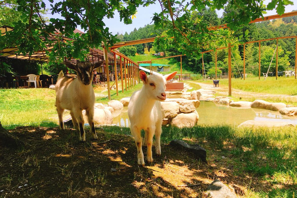 移動動物園などイベントも充実の様子／ピクニカ共和国（福岡県／飯塚市）