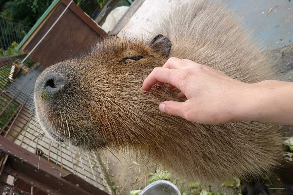 ふれあい動物園でカピバラとふれあう様子／ピクニカ共和国（福岡県／飯塚市）