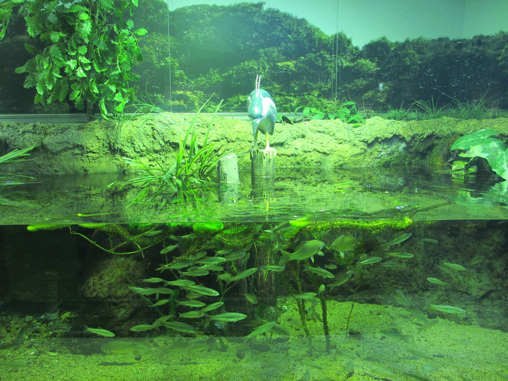 ペンギンも人気！姫路市立水族館は、タッチプールやハンズオンなど五感で体験しよう