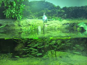 ペンギンも人気！姫路市立水族館は、タッチプールやハンズオンなど五感で体験しよう