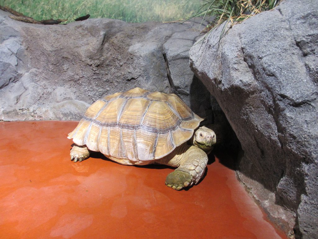 70㎝以上もある大型のリクガメの展示／姫路市立水族館（兵庫県／姫路市）