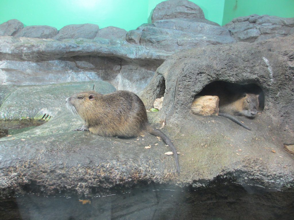 ヌートリアの展示／姫路市立水族館（兵庫県／姫路市）