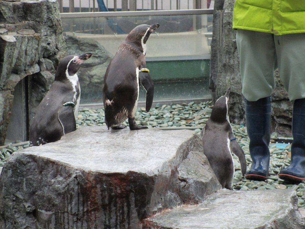 ペンギンのエサやりショー／姫路市立水族館（兵庫県／姫路市）