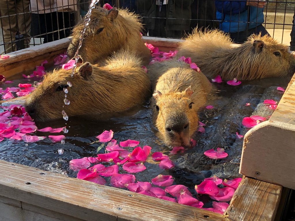 カピバラ親子/須坂市動物園(長野県/須坂市)
