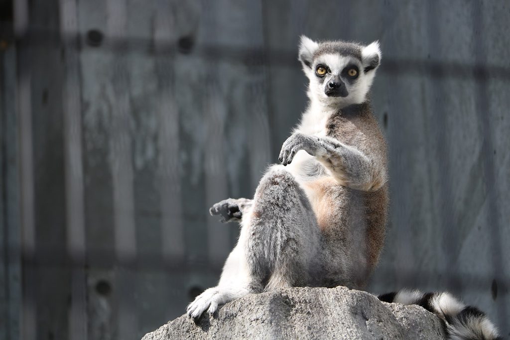 世界各地のサルたちが大集合／福山市立動物園（広島県／福山市）