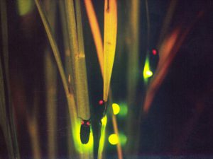 群馬県のホタル観賞スポット!榛名湖畔、月夜野、こどもの国など