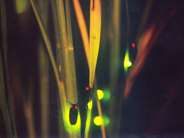 月夜野ホタルの里遊歩道（群馬県／利根郡みなかみ町）