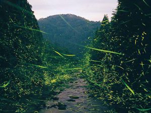 北陸(富山・福井)のホタル観賞スポット!時期は5月下旬~6月下旬ごろ