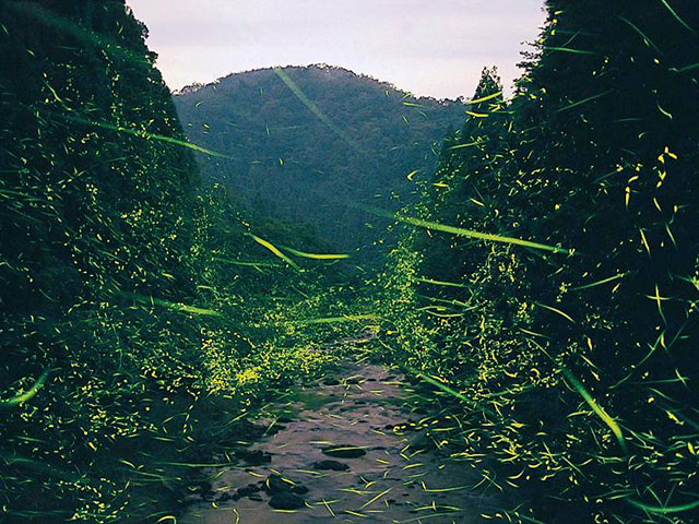 南川流域（福井県／大飯郡おおい町）