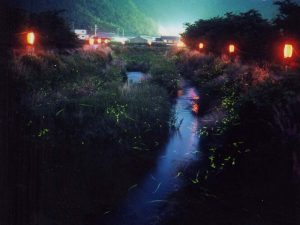 関西のホタル観賞スポット・ホタル祭り！滋賀・京都・奈良のゲンジボタルなど