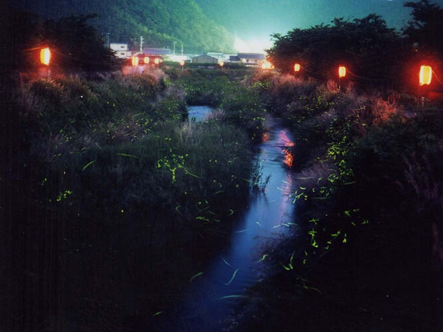 長岡のゲンジボタル（滋賀県／米原市）