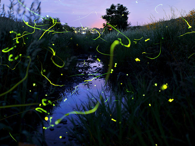 滝川のほたる（岡山県／勝田郡勝央町）
