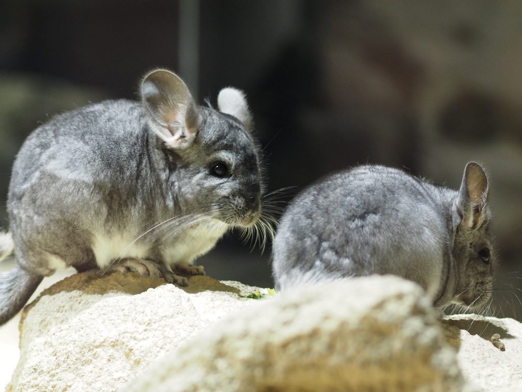 チンチラの展示/足立区生物園(東京都)