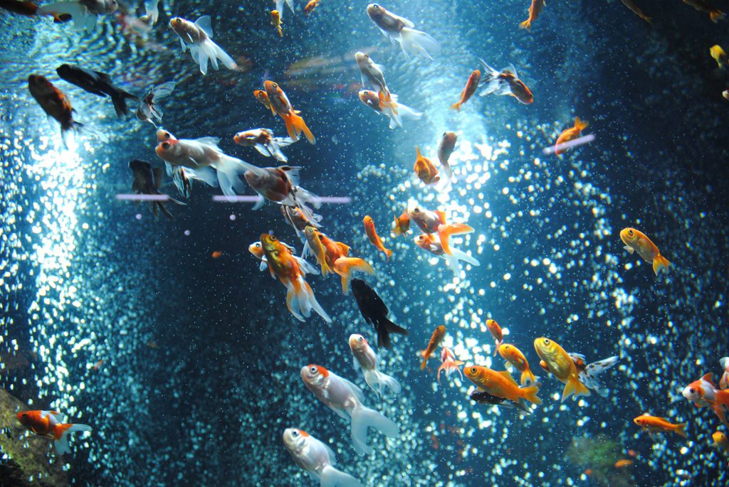 「出会いの広場」の金魚の大水槽/足立区生物園(東京都)