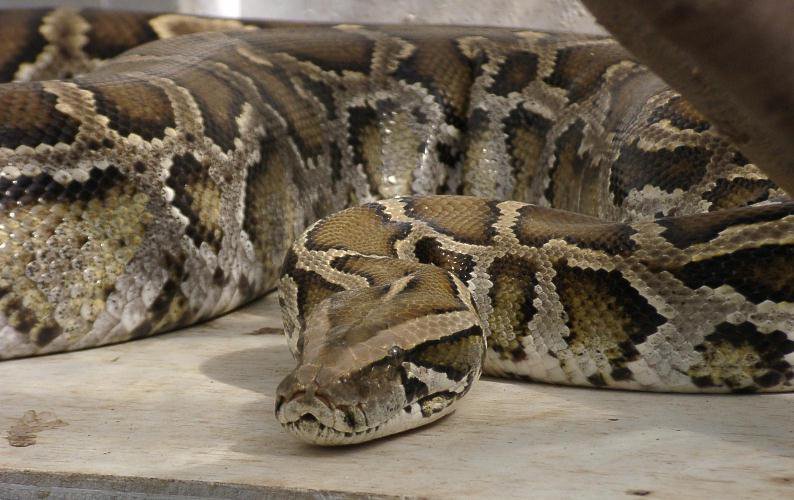 人気爬虫類のニシキヘビ/足立区生物園(東京都)