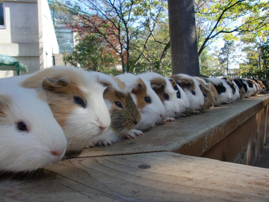 ふれあいコーナーのモルモット/足立区生物園(東京都)
