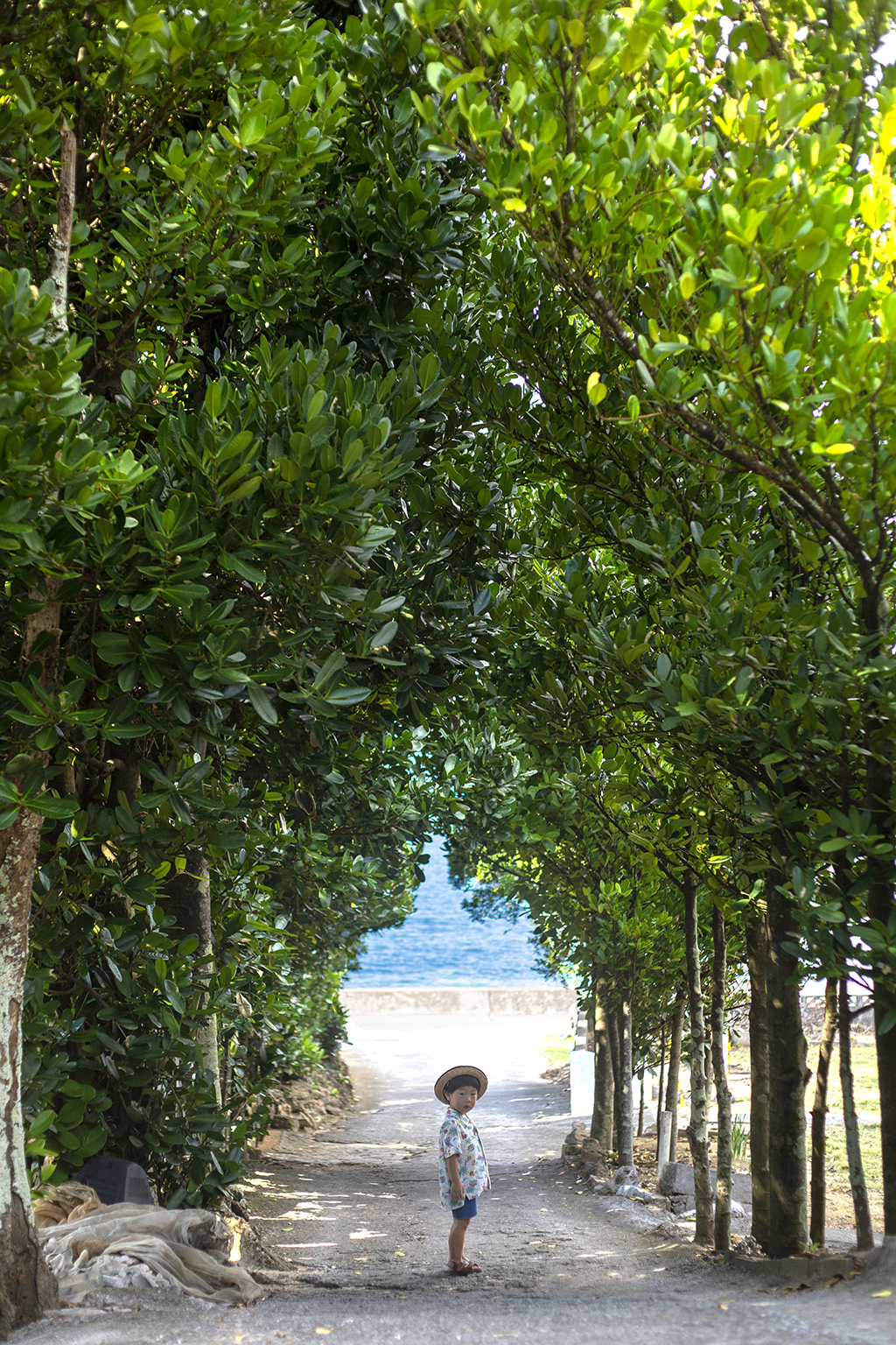 備瀬のフクギ並木